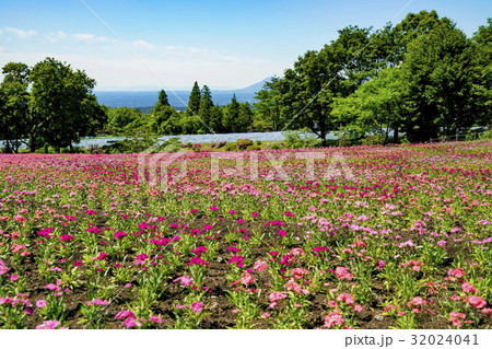 花畑 ナデシコ 花畑 ナデシコ 32024041