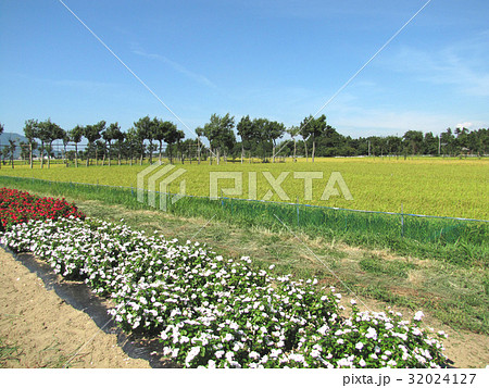 新潟・夏井のハザ木 32024127