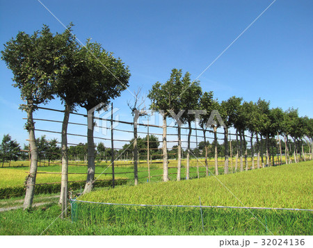 新潟・夏井のハザ木 32024136