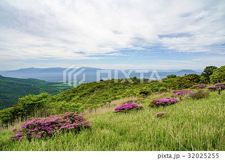 猟師岳　ミヤマキリシマ 32025255