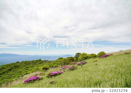 猟師岳 ミヤマキリシマ 猟師岳 ミヤマキリシマ 32025256