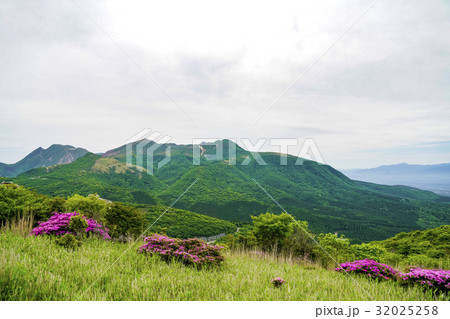 猟師岳　ミヤマキリシマ 32025258