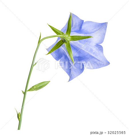 single bluebell flower back turned isolated white single bluebell flower back turned isolated white 32025565