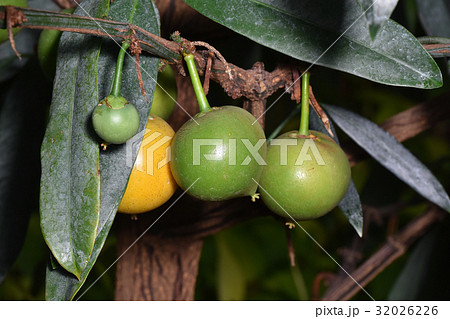 タマゴノキ 32026226