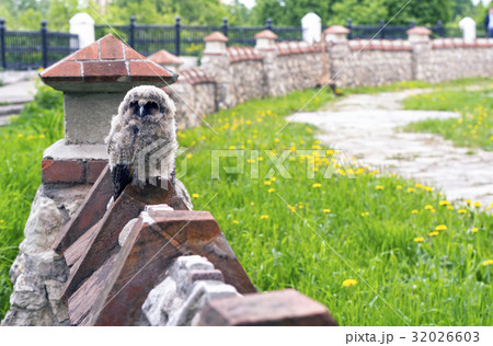 Owlet on the fence. Ryazan, Russia 32026603