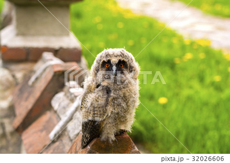 Owlet on the fence. Ryazan, Russia 32026606