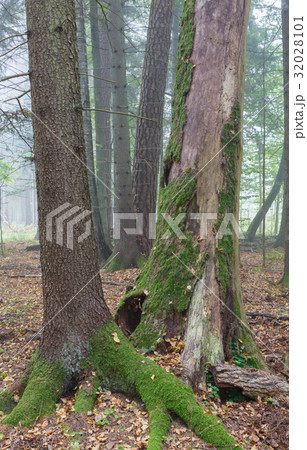 Autumnal deciduous stand with dead tree Autumnal deciduous stand with dead tree 32028101