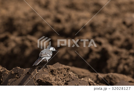 White wagtail (Motacilla alba) in spring 32028127