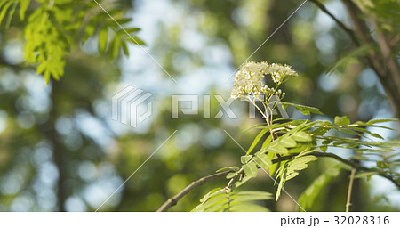 blossoming rowan tree in sunny day 32028316