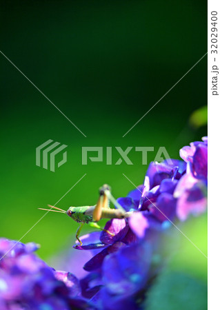 花 花 32029400