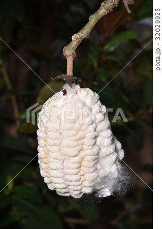 トックリキワタ 32029925