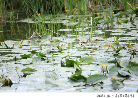 ネムロコウホネの花（サロベツ原野） 32030243