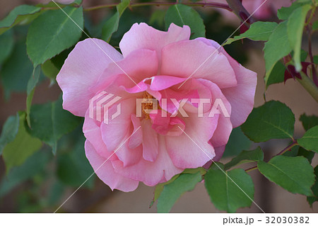 リージャン ロード クライマー 32030382