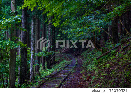 京都　美山　芦生の森 32030521