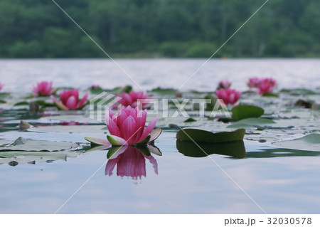 睡蓮 32030578