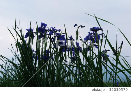 菖蒲 32030579