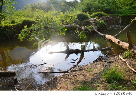ラオス北部　ノンキャウ近郊の村　夕日で輝く倒木と小川　 32030946