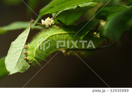 生き物 昆虫 ヒメヤママユ、六月には蛹になって暑い夏をやり過ごし十月頃羽化するそうです 生き物 昆虫 ヒメヤママユ、六月には蛹になって暑い夏をやり過ごし十月頃羽化するそうです 32030989