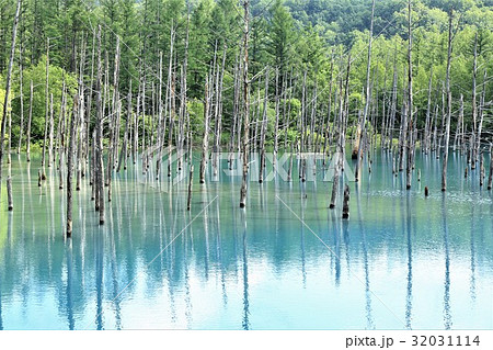 白金青い池（北海道・美瑛） 32031114