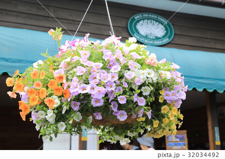 花の吊り下げハンギング(北海道・ファーム富田) 花の吊り下げハンギング(北海道・ファーム富田) 32034492
