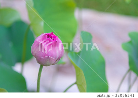 Pink Indian lotus with green leaf background. 32036341