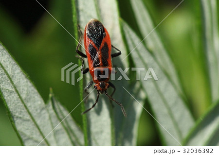 生き物　昆虫　セスジナガカメムシ、一センチ足らずの大きさですがインパクトのある体。多分警告色 32036392