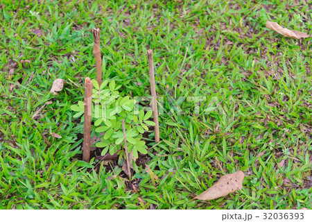 Small plant in garden or park. 32036393