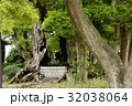 雲龍神社のクスノキ（愛知県名古屋市） 32038064