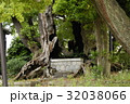 雲龍神社のクスノキ（愛知県名古屋市） 32038066