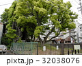 雲龍神社のクスノキ（愛知県名古屋市） 32038076