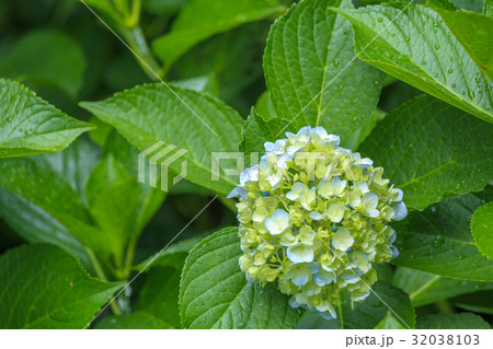 あじさい 32038103