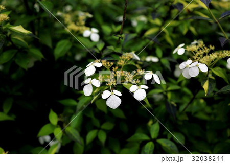 アジサイ・1 32038244