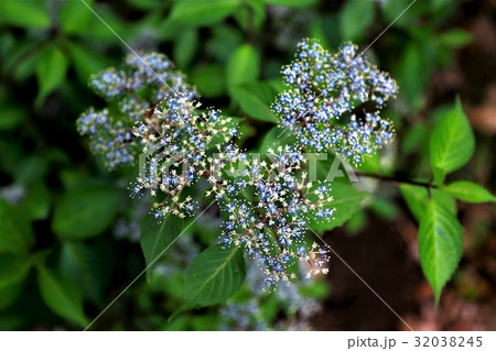 アジサイ・2 32038245