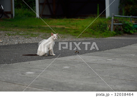 対峙する白猫と蟹 32038464