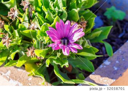 Beautiful purple flowers in green garden 32038701