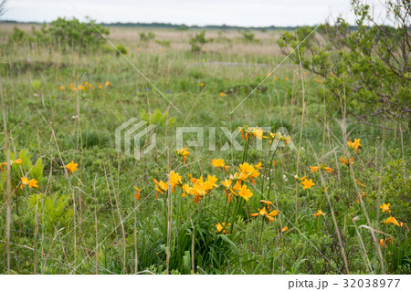 エゾカンゾウの咲く湿原 32038977