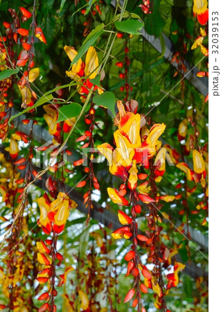 ツンベルギア・マイソレンシス 32039153