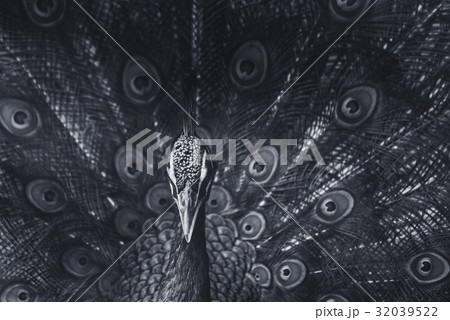 A beautiful male peacock with expanded feather 32039522