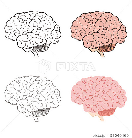 脳 脳 32040469