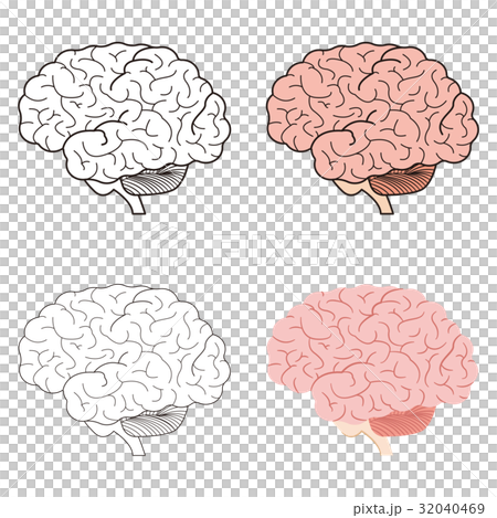 脳 脳 32040469