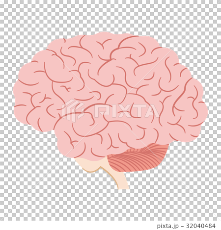 脳 脳 32040484