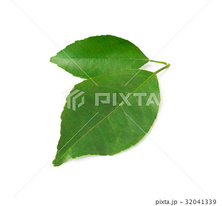 Lemon leaf isolated with clipping path 32041339