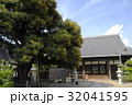 乗蓮寺のスダジイ（愛知県刈谷市） 32041595