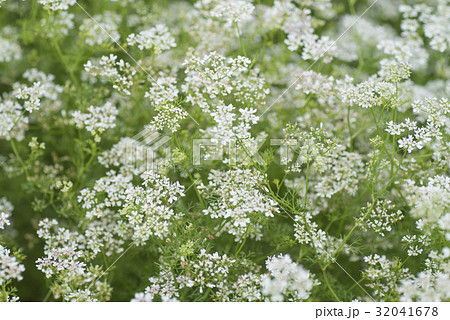 コリアンダーの花 32041678