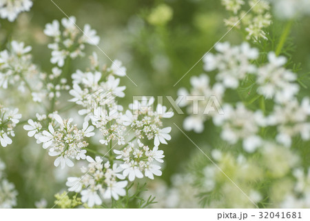 コリアンダーの花 コリアンダーの花 32041681
