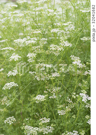 コリアンダーの花 コリアンダーの花 32041682