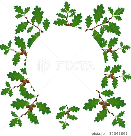 Green branches of an oak with acorns on a circle 32041891