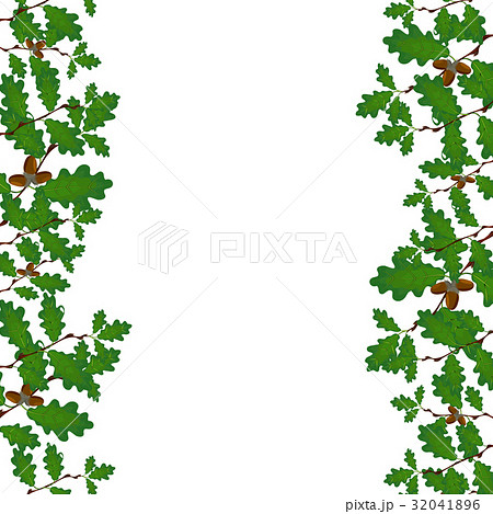 Green branches of oak with acorns on both sides 32041896