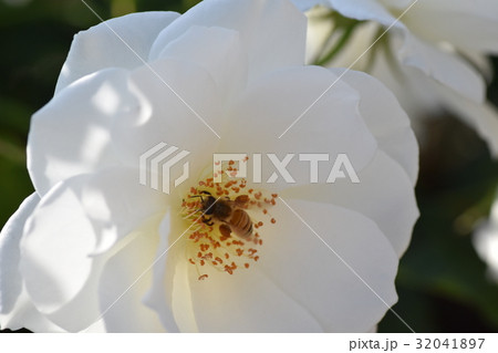 日本ミツバチと白いバラの花（美白のイメージ+ミツバチの力）  ばら　バラ　薔薇　みつばち　ミツバチ　 32041897