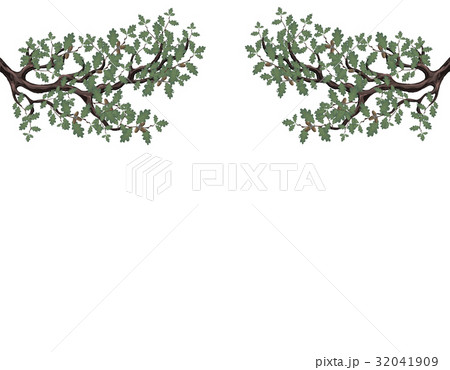 Two green branches of oak with acorns on both 32041909